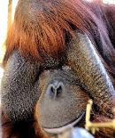 Linus at the Center For Great Apes - World Orangutan Events - International Orangutan Day - Orangutan Caring Week - World Orangutan Day