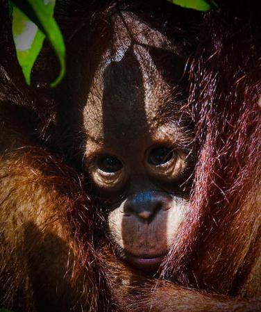 Orangutan Swinging- World Orangutan Day- International Orangutan Day - Orangutan Caring Week