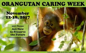 Orangutan Carimg Week