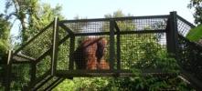 Linus at the Center For Great Apes - World Orangutan Events - International Orangutan Day - Orangutan Caring Week - World Orangutan Day