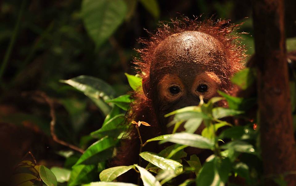 International Orangutan Day - World Orangutan Day - World Orangutan Events - Orangutan Caring Week
