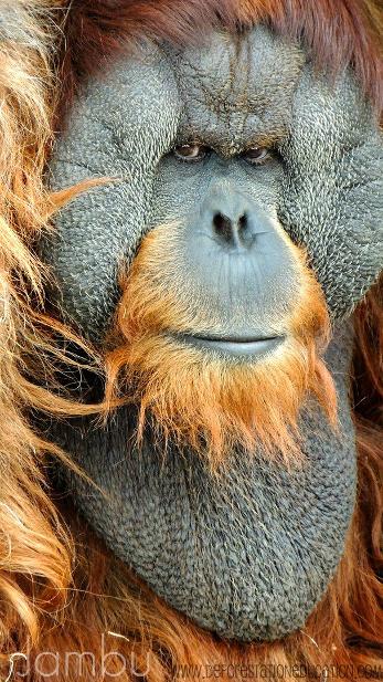 Jambu at Como Park Zoo - World Orangutan Events - Orangutan Caring Week - World Orangutan Day- International Orangutan Day- Deforestation Educatation
