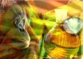 Amanda The Orangutan- The crisis facing orangutans- World Orangutan Day- Orangutan Caring Week - International Orangutan Day - 