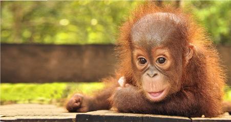 About Jambo: Just two days after the rescue of Cinta, a van pulled up to the gate of BOS Nyaru Menteng. One of the passengers was carrying a tiny baby orangutan. He claimed to have found the baby when he was out with his hunting dogs.  The dogs ran towards the mother who quickly disappeared behind the trees. The man grabbed the infant who, he claimed, she’d left behind…  Orangutan mothers NEVER leave their babies!  The tiny little guy, named Jumbo, is now in BOS Baby School with his new best friend Cinta.