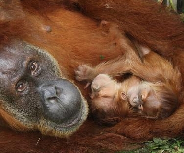 Linus at the Center For Great Apes - World Orangutan Events - International Orangutan Day - Orangutan Caring Week - World Orangutan Day