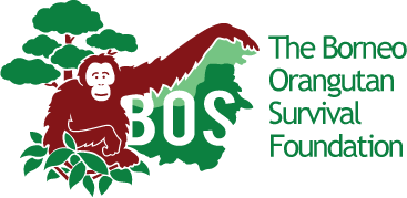 Borneo Orangutan Survival Foundation BOSF - World Orangutan Events - International Orangutan Day - World Orangutan Day - Orangutan Caring Week