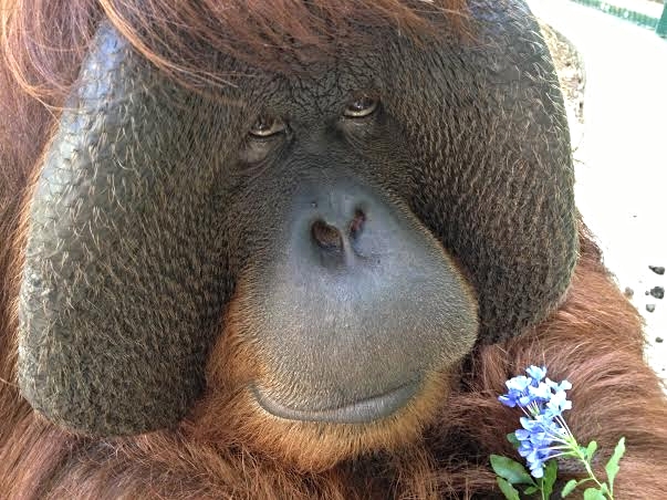 Linus at the Center For Great Apes - World Orangutan Events - International Orangutan Day - Orangutan Caring Week - World Orangutan Day